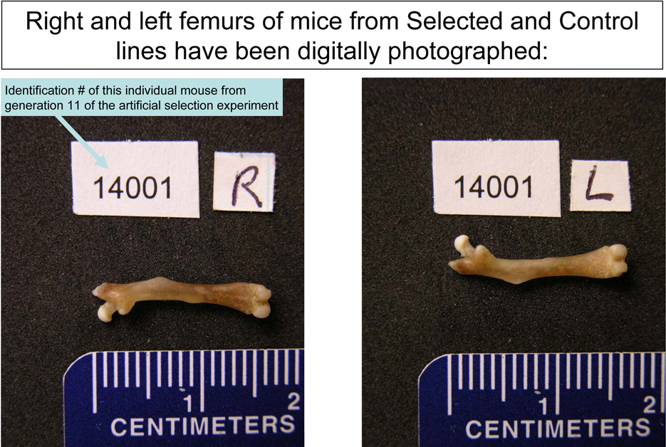 Mouse Femurs, R & L